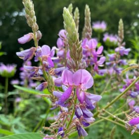 Showy tick trefoil (Desmodium canadense) item