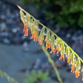 Sideoats grama (Bouteloua curtipendula) item