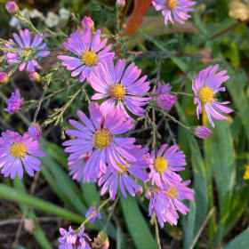 Smooth aster (Symphyotrichum laeve) item