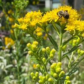 Stiff goldenrod (Oligonereuron rigidum) item