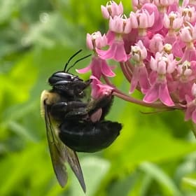 Swamp milkweed (Asclepias incarnata) item