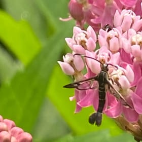 Swamp milkweed (Asclepias incarnata) item
