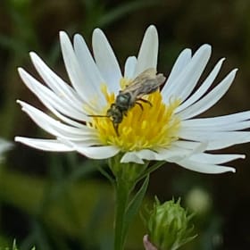 Upland white goldenrod (Solidago ptarmicoides) item
