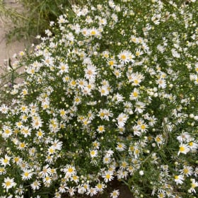 Upland white goldenrod (Solidago ptarmicoides) item