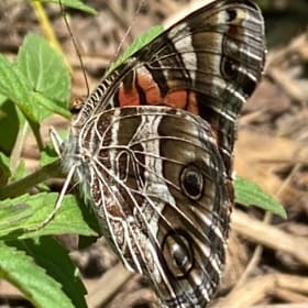 Pearly everlasting (Anaphalis margaritacea) item