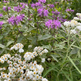 Pearly everlasting (Anaphalis margaritacea) item