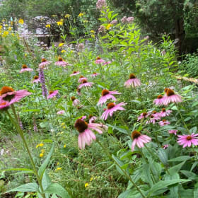 Purple coneflower (Echinacea purpurea) *near native item