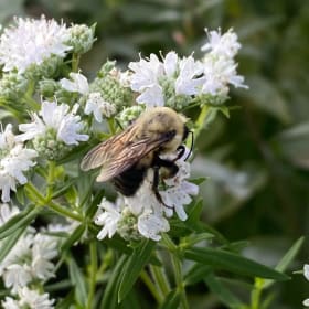 Virginia mountain mint Pycnanthemum virginianum) item