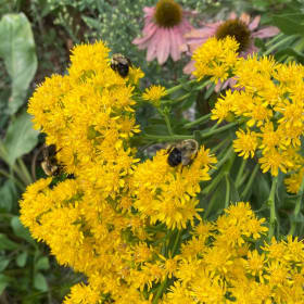 Stiff goldenrod (Oligonereuron rigidum) item