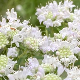 Virginia mountain mint Pycnanthemum virginianum) item