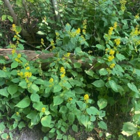 Zigzag goldenrod (Solidago flexicaulis) item
