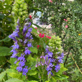 Great blue lobelia (Lobelia siphilitica) item