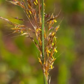 Yellow prairie grass (Sorghastrum nutans) item