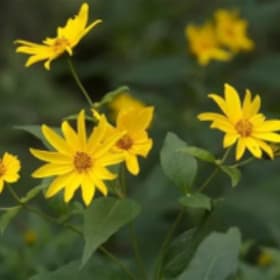 Woodland sunflower (Helianthus divaricatus) item