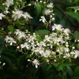 Virgin’s bower (Clematis virginiana) item
