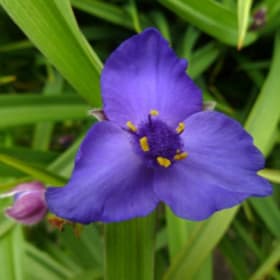 Spiderwort (Tradescantia virginiana) item