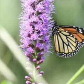 Blazing star, dense (Liatris spicata) item