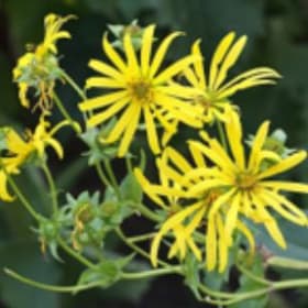 Cup plant (Silphium perfoliatum) item