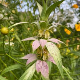 Dotted mint (Monarda punctata) item