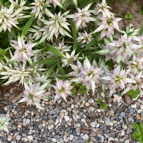 Dotted mint (Monarda punctata) item