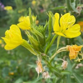 Evening Primrose (Oenothera biennis) item