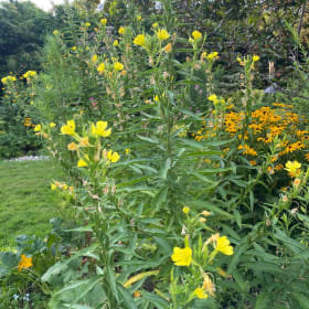 Evening Primrose (Oenothera biennis) item