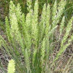 June grass (Koeleria macrantha) item