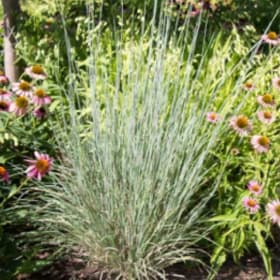 Little bluestem (Schizachyrium scoparium) item