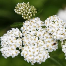 White yarrow (Achillea millefolium) item