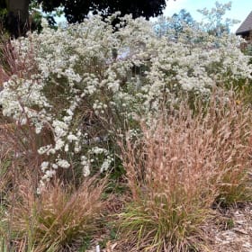 Heath aster (Symphyotrichum ericoides) item