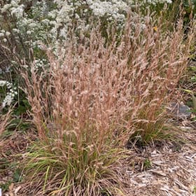 Little bluestem (Schizachyrium scoparium) item