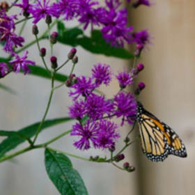 Ironweed, New York (Vernonia noveboracensis) item