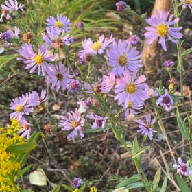 Sky blue aster (Symphyotrichum oolentangiense) item