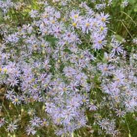Sky blue aster (Symphyotrichum oolentangiense) item
