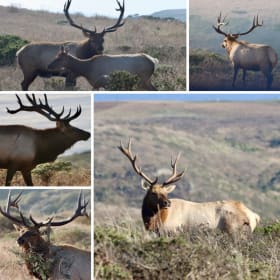 West Marin Tule Elk  Notecards item