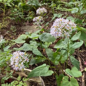 Bigleaf wood aster (Eurybia macrophylla) item