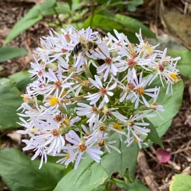 Bigleaf wood aster (Eurybia macrophylla) item