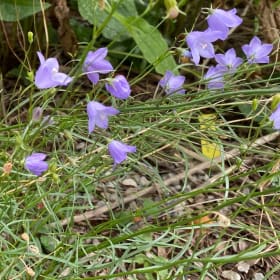 Harebell (Campanula rotundifolia) item