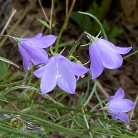 Harebell (Campanula rotundifolia) item