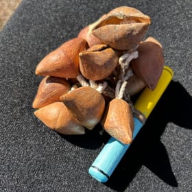 Ayoyote/Aztec rattle - Mesoamerica item