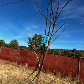 inlay knifewing bolo tie - Harlin Coonsis, Zuni item
