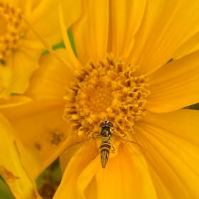 Lanceleaf coreopsis (Coreopsis lanceolata) item