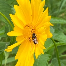 Lanceleaf coreopsis (Coreopsis lanceolata) item