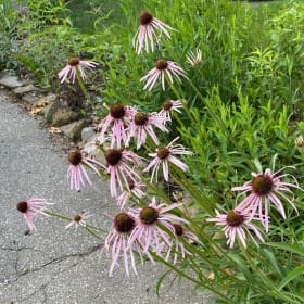 Pale purple coneflower (Echinacea pallida) item