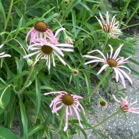 Pale purple coneflower (Echinacea pallida) item