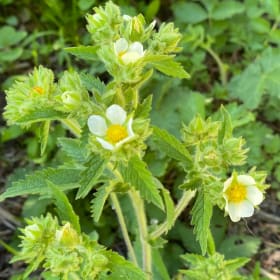 Prairie cinquefoil (Drymocallis arguta) item