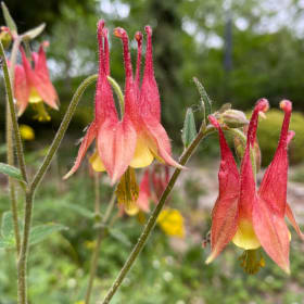 Columbine, wild (Aquilegia canadensis) item