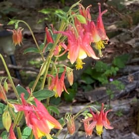 Columbine, wild (Aquilegia canadensis) item