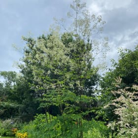 Tall meadow rue (Thalictrum pubescens) item