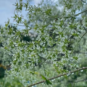 Tall meadow rue (Thalictrum pubescens) item